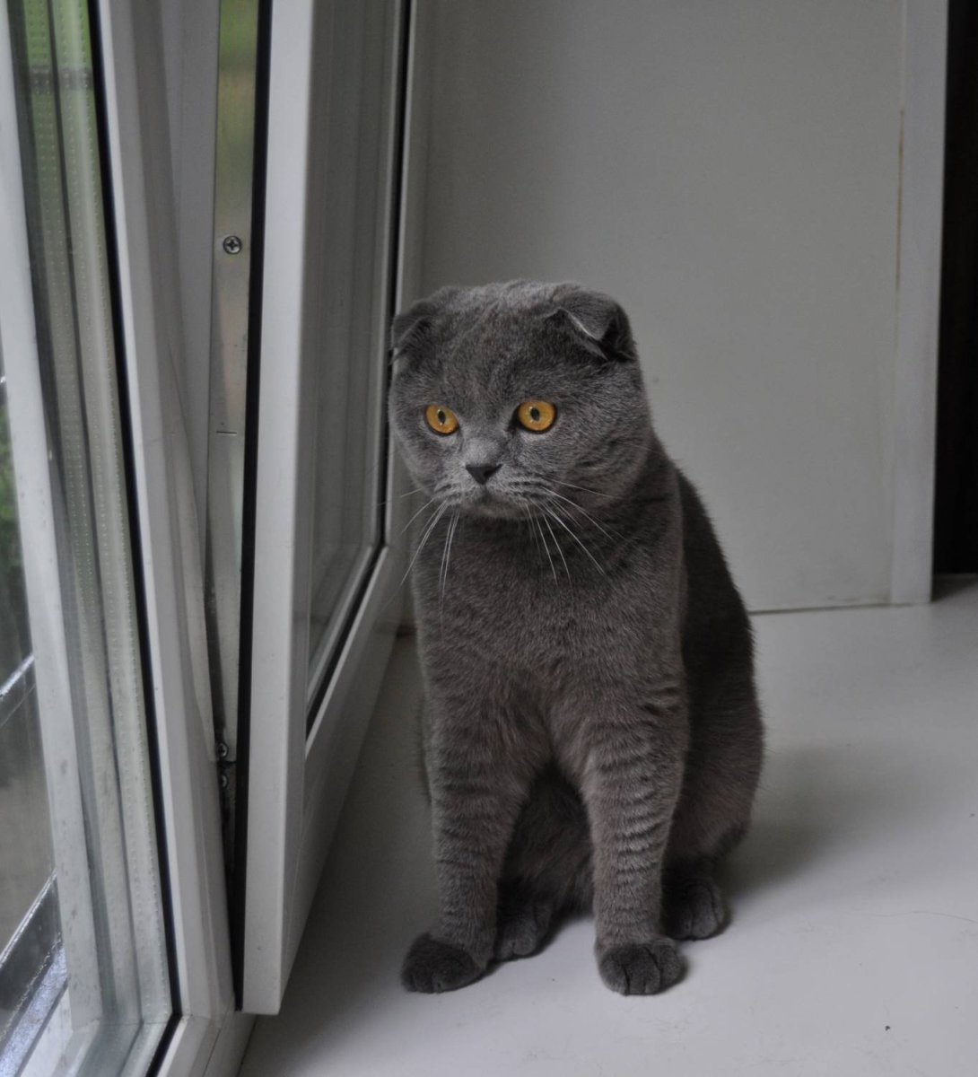 Смешные Шотландские коты