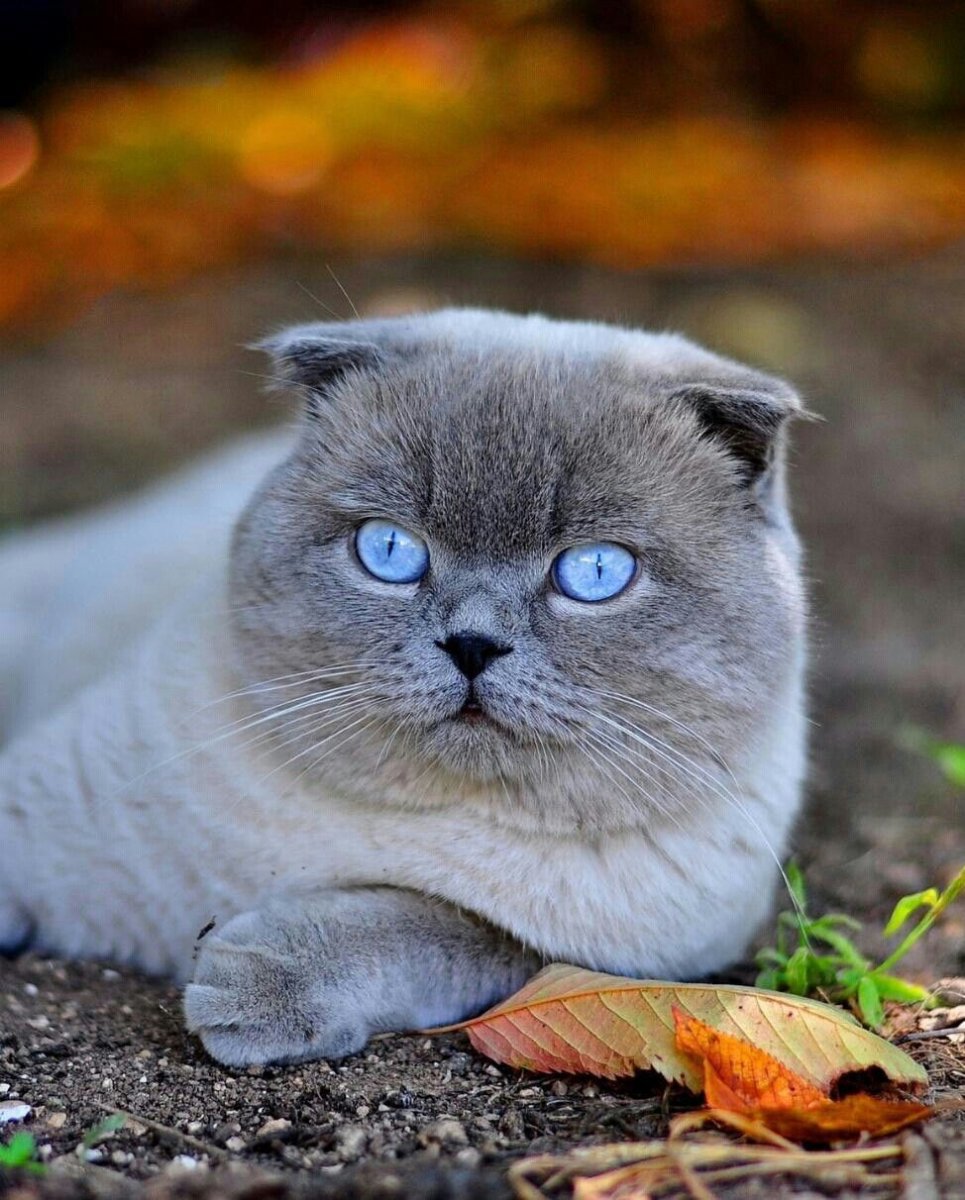 Шотландская вислоухая кошка голубая