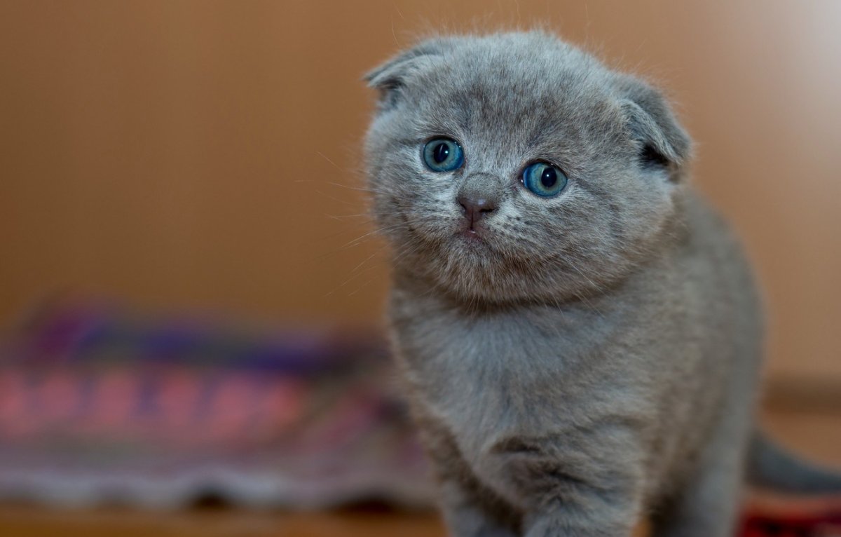 Шотландские вислоухие котята