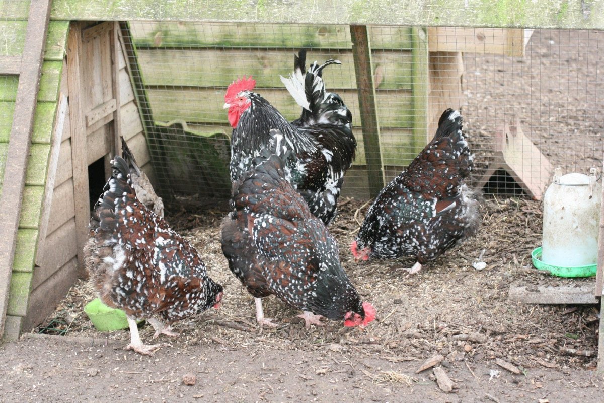 Куры Суссекс парцеляновый