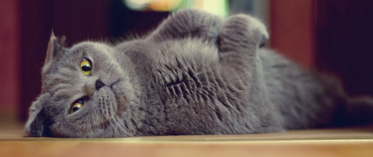 Британский вислоухий кот лежит