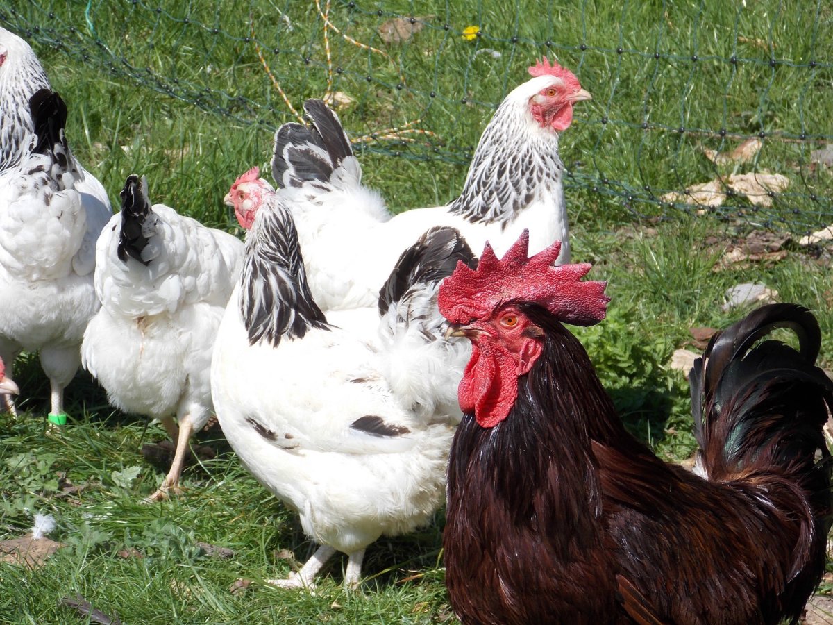 Куры несушки Суссекс