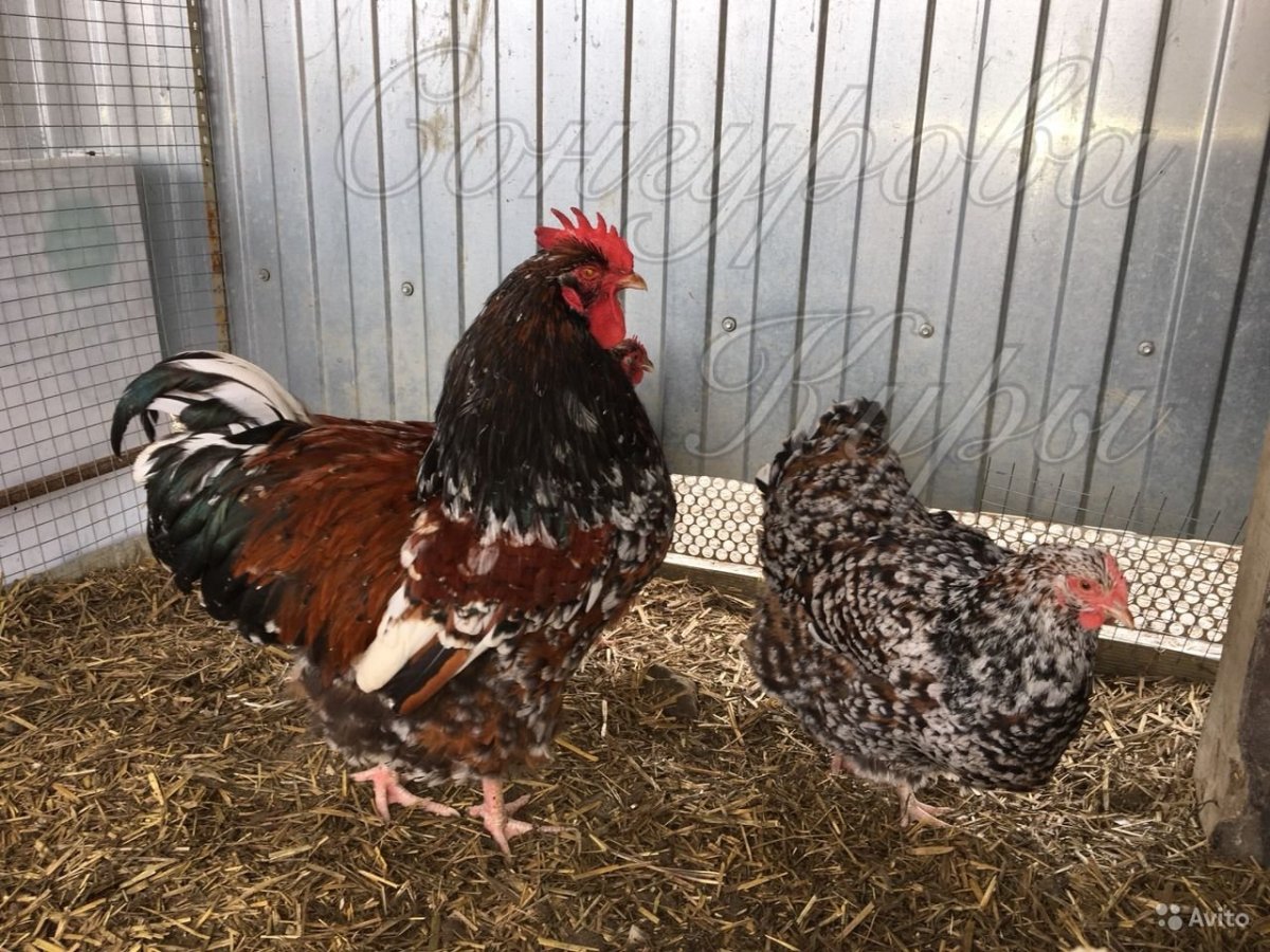 Орпингтон парцеляновый