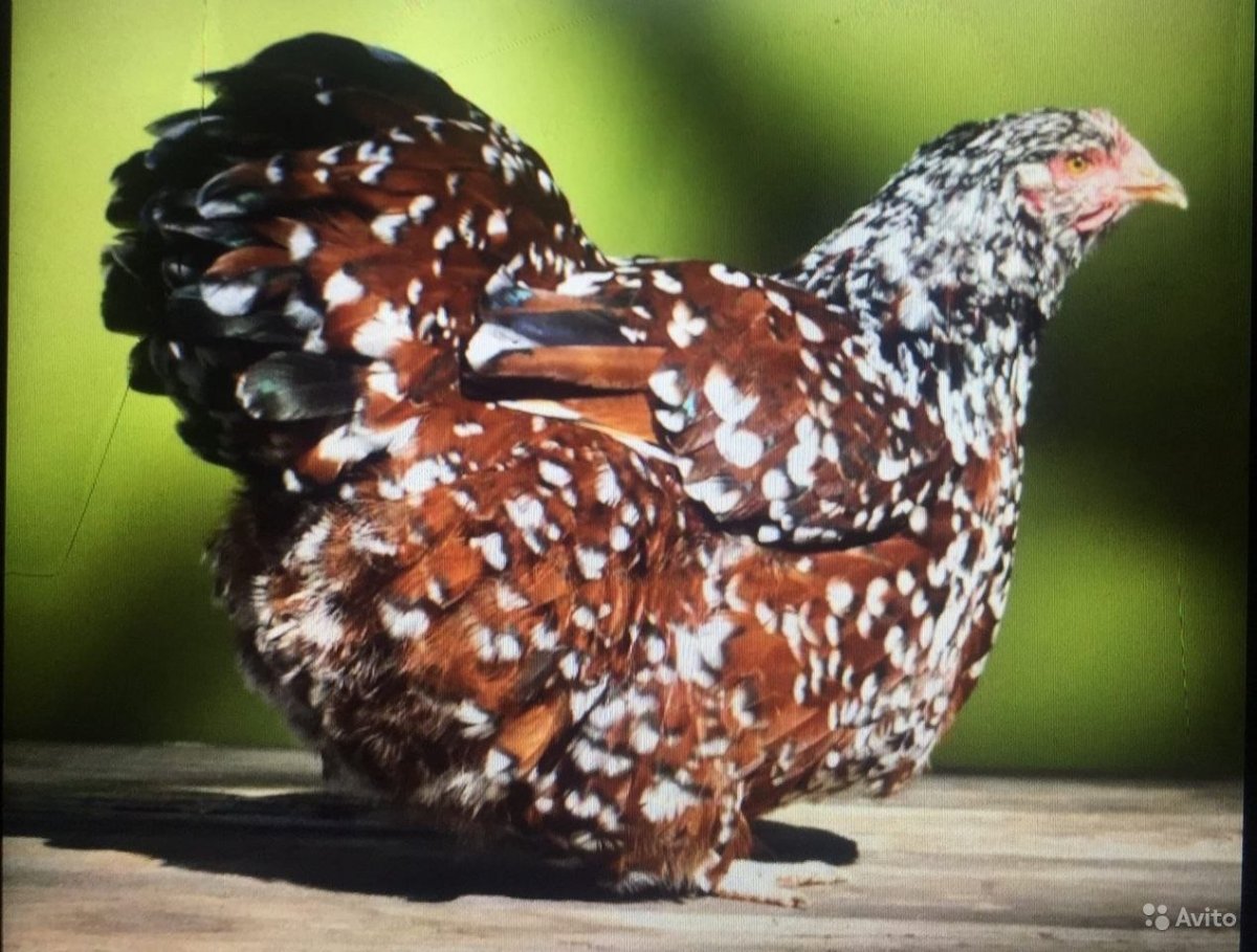 Орпингтон ситцевый