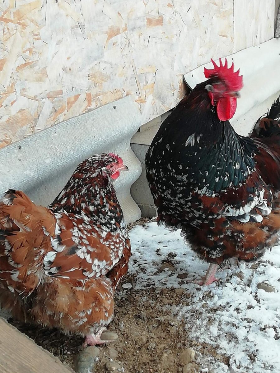 Виандот парцеляновый