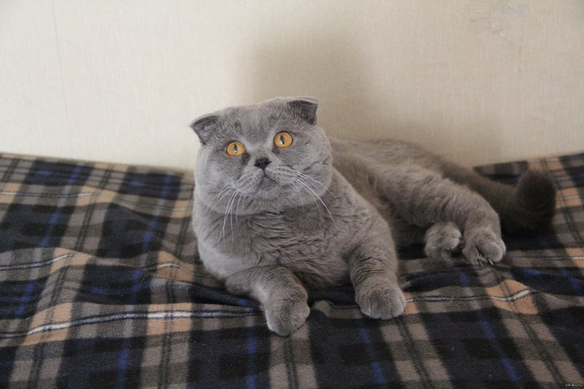 Шотландский вислоухий кот серый