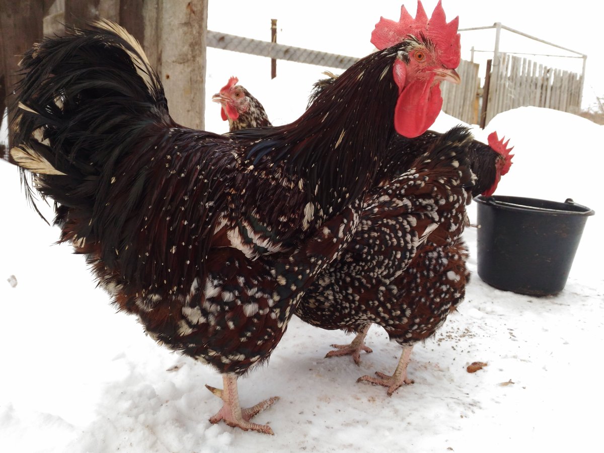 Куры Доминант Суссекс