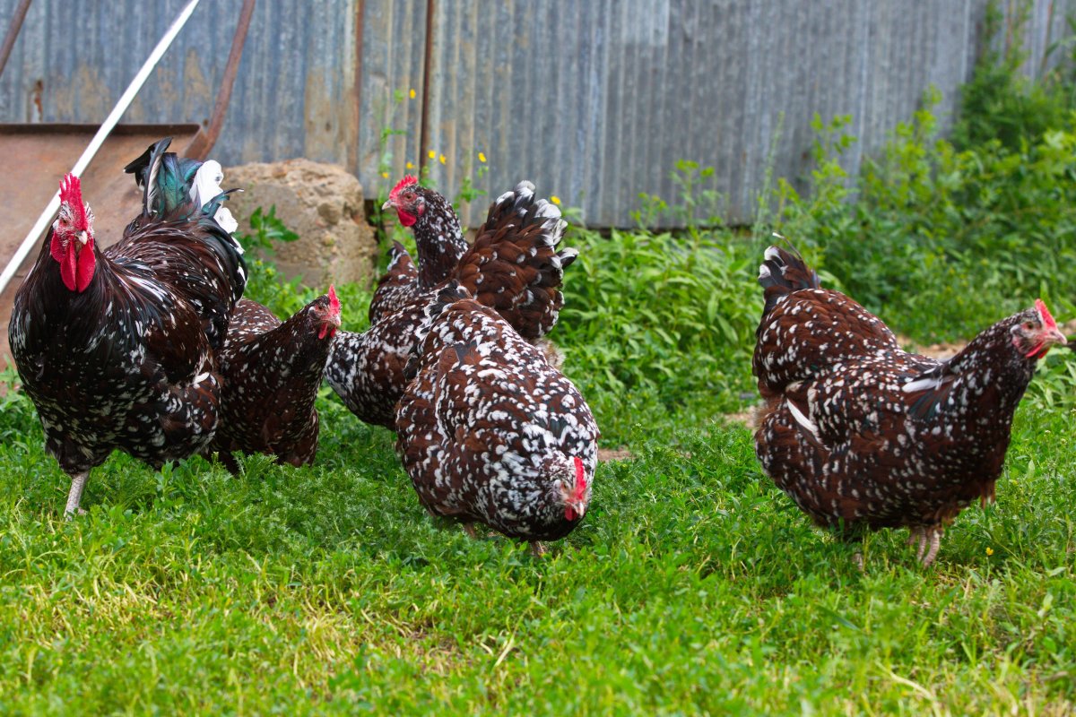 Куры Суссекс фарфоровый