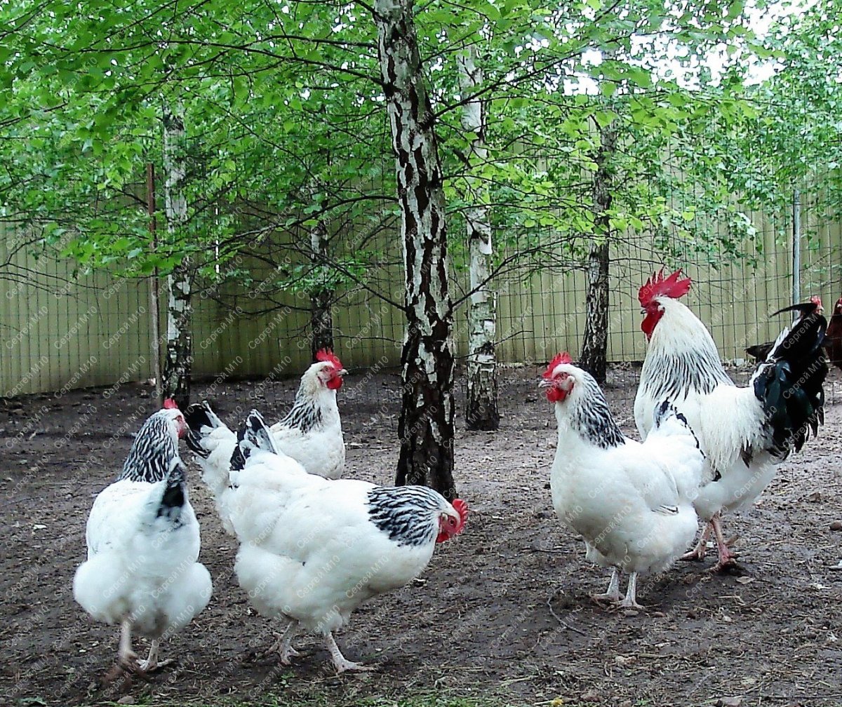 Суссекс порода кур