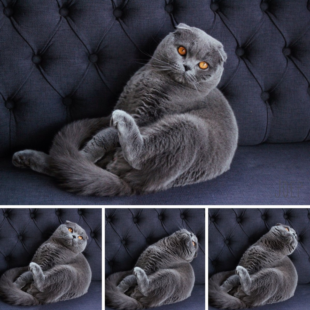 Сова и Шотландская вислоухая