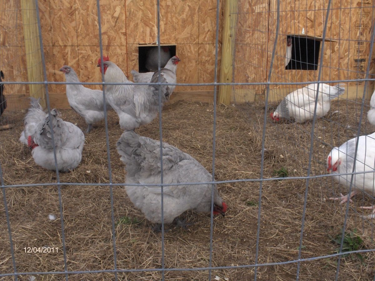 Куры Суссекс Лавандовые