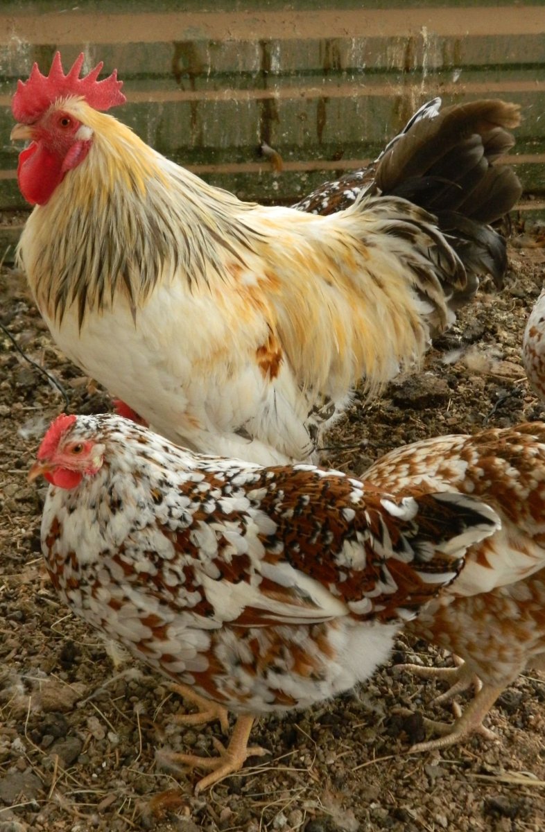 Пекинская бентамка