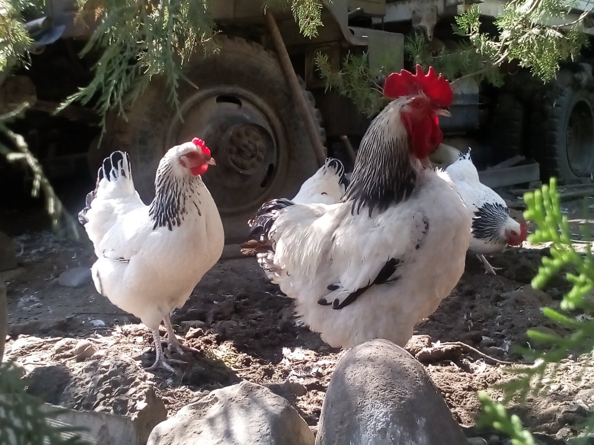 Суссекс парцеляновый