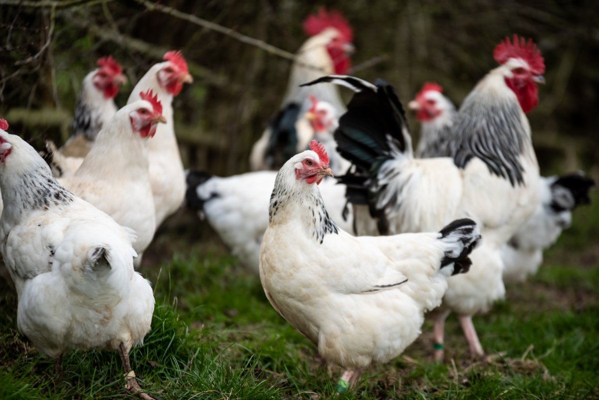 Куры породы Суссекс