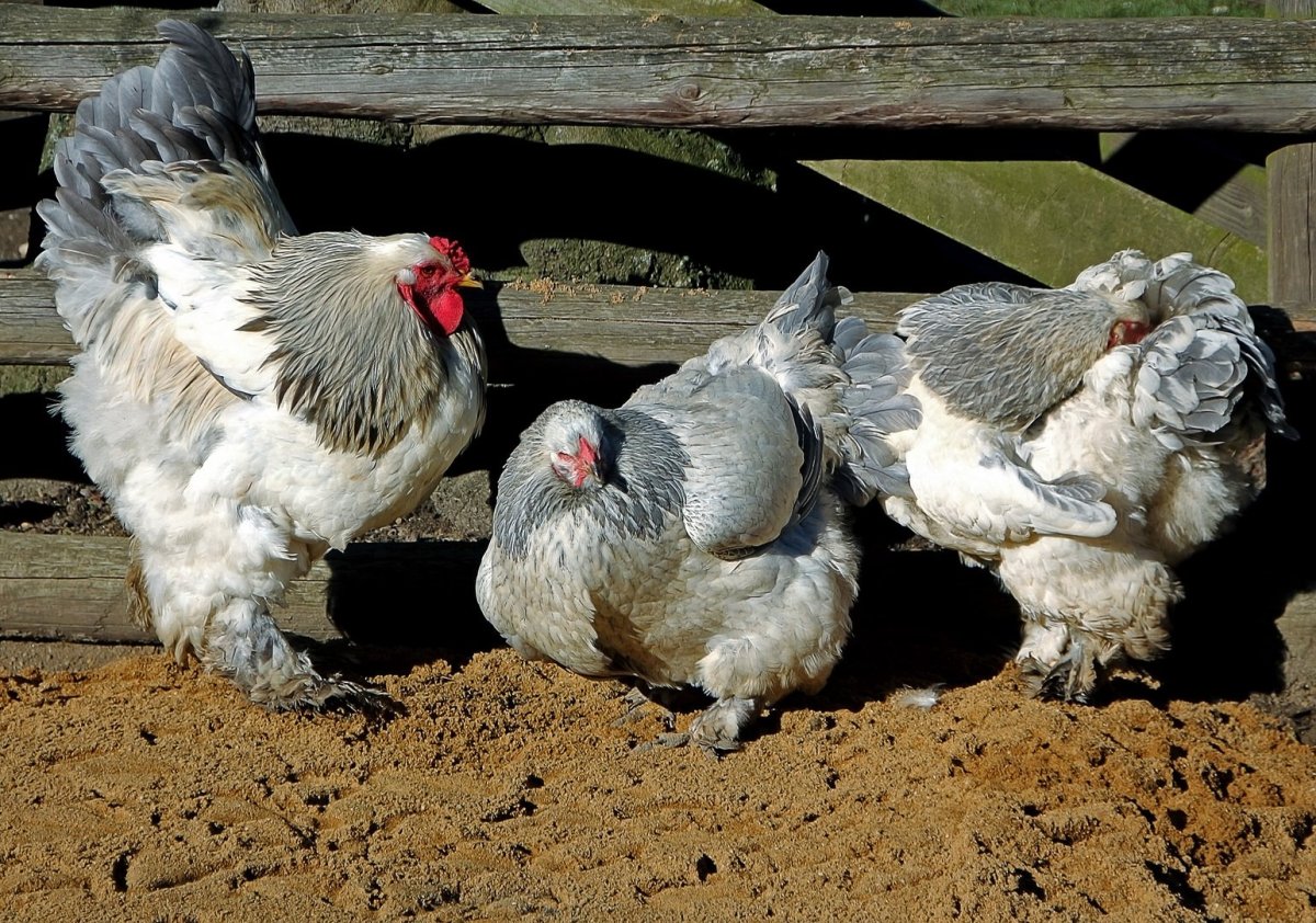 Лакенфельдер порода