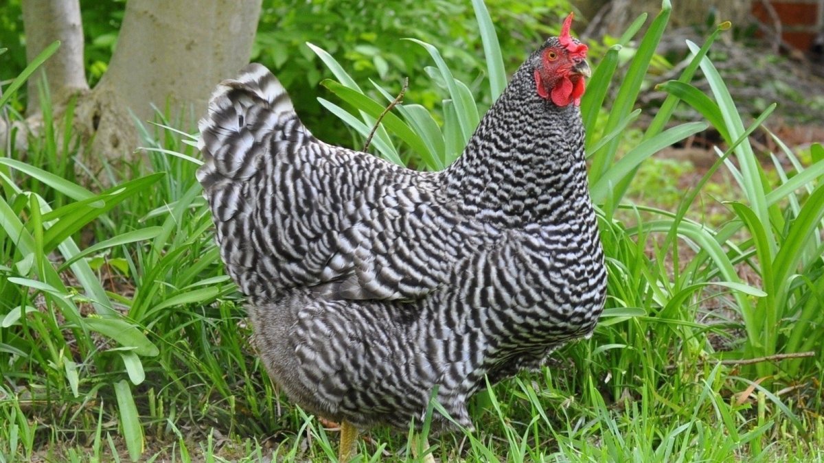 Плимутрок крапчатый