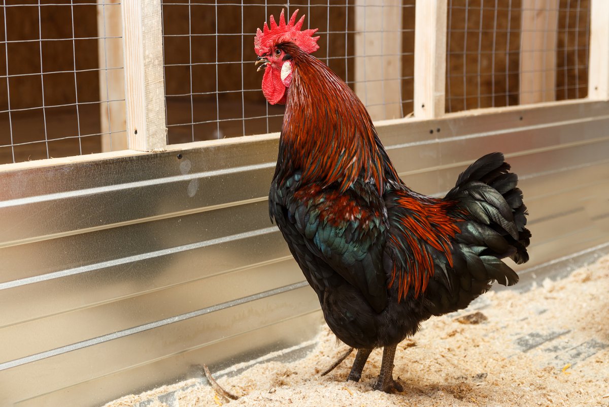 Московский черный петух