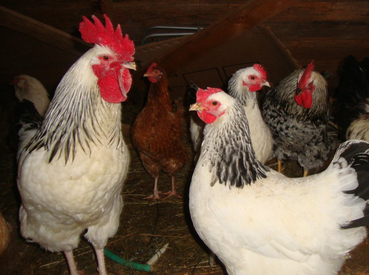 Суссекс порцеляновый