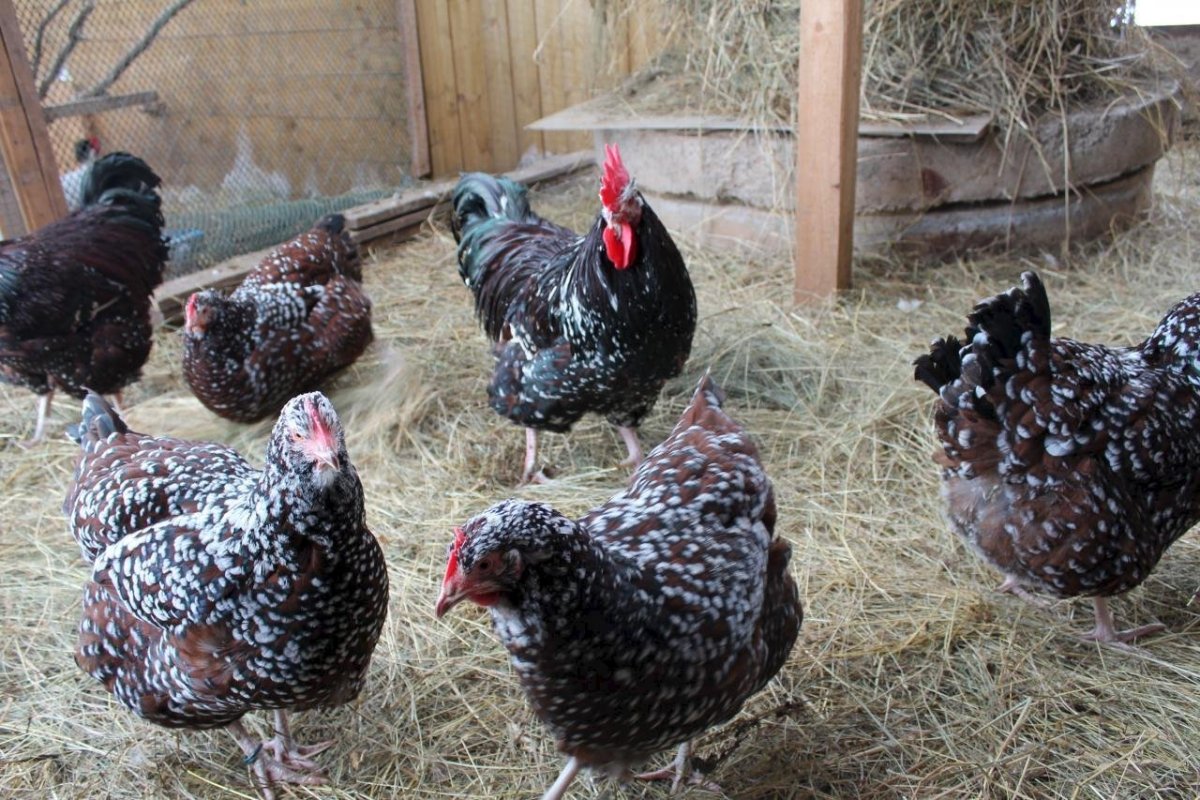 Курица Суссекс фарфоровый