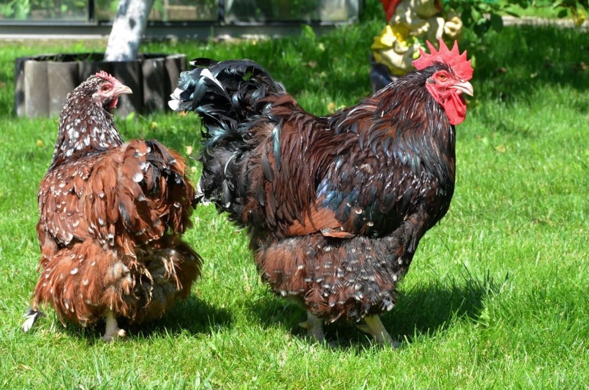 Орпингтон (порода кур)