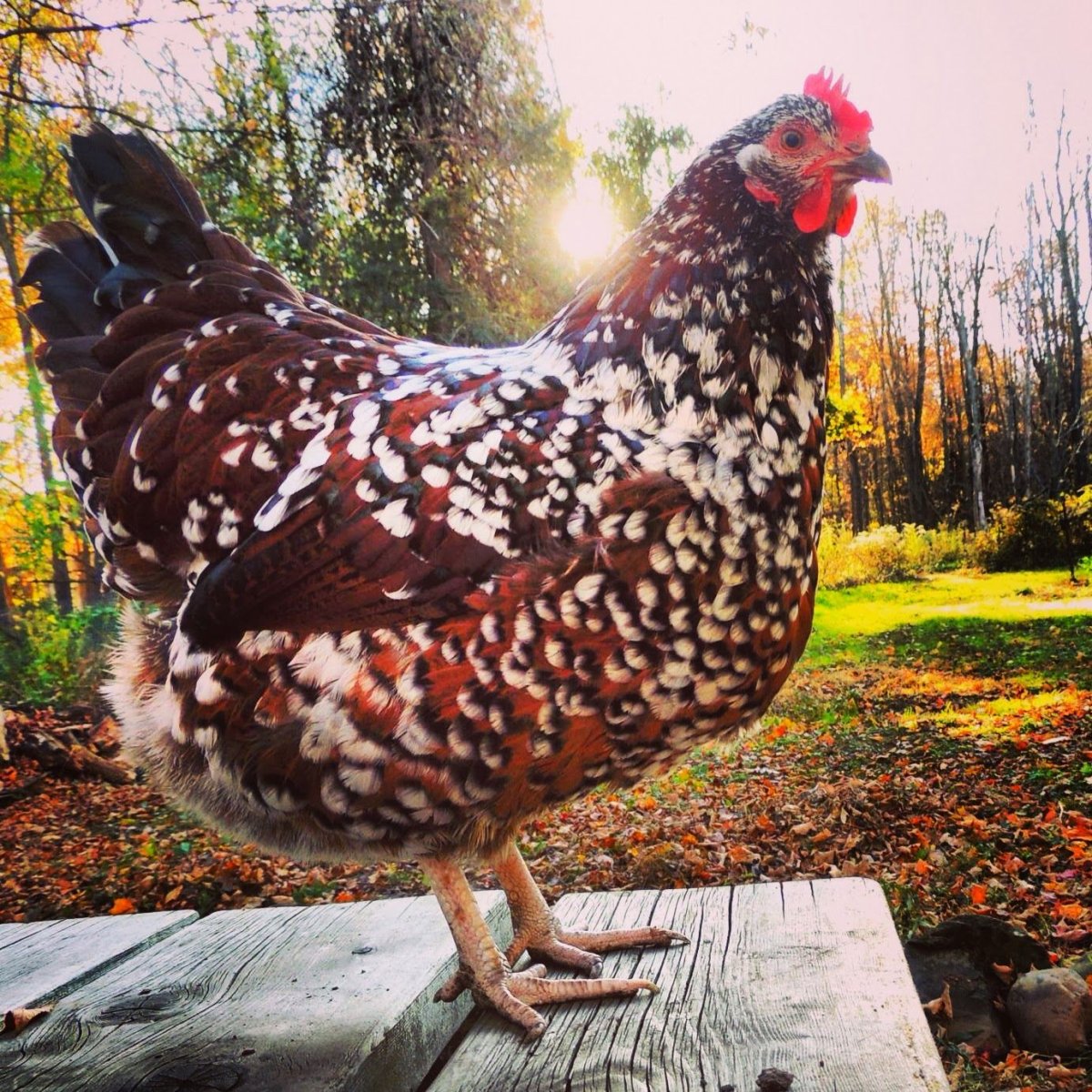 Виандот золотистый