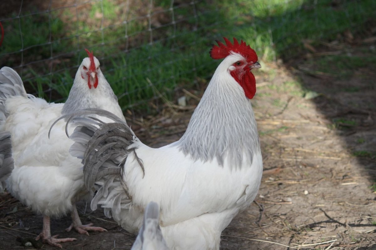 Суссекс порода кур