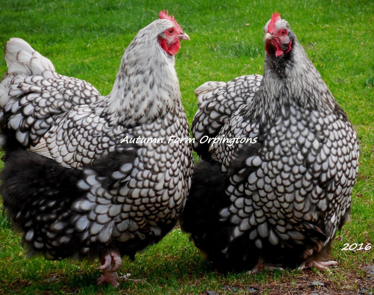 Орпингтон ситцевый