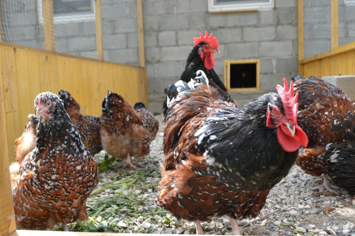 Орпингтон парцеляновый