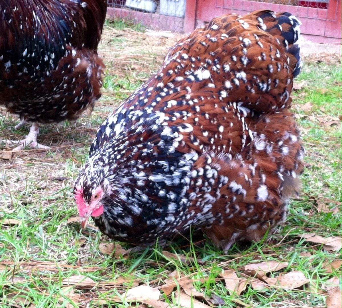 Орпингтон (порода кур)