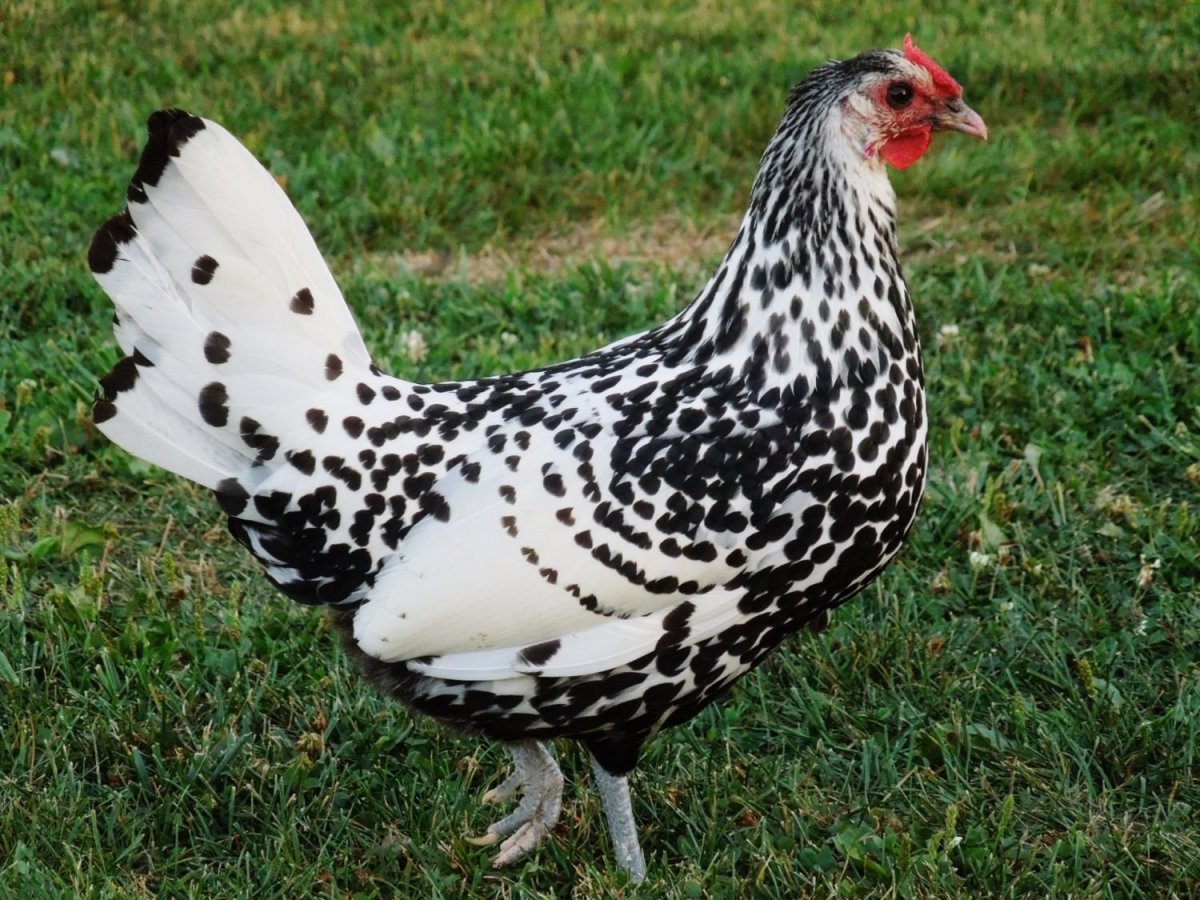 Куры породы гамбургские