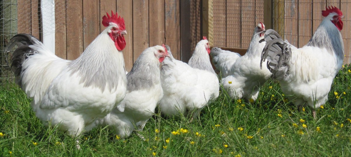 Суссекс порода кур