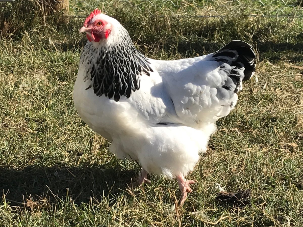 Суссекс колумбийский