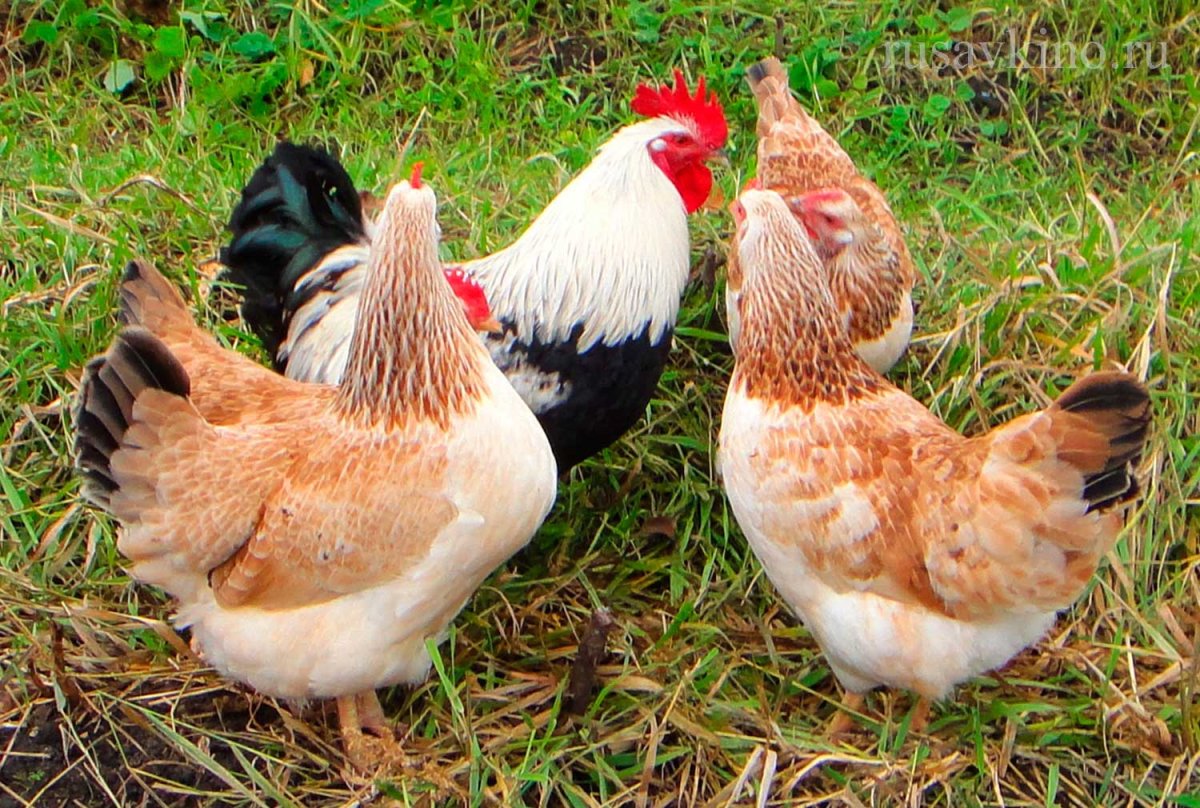 Куры Загорская лососевая