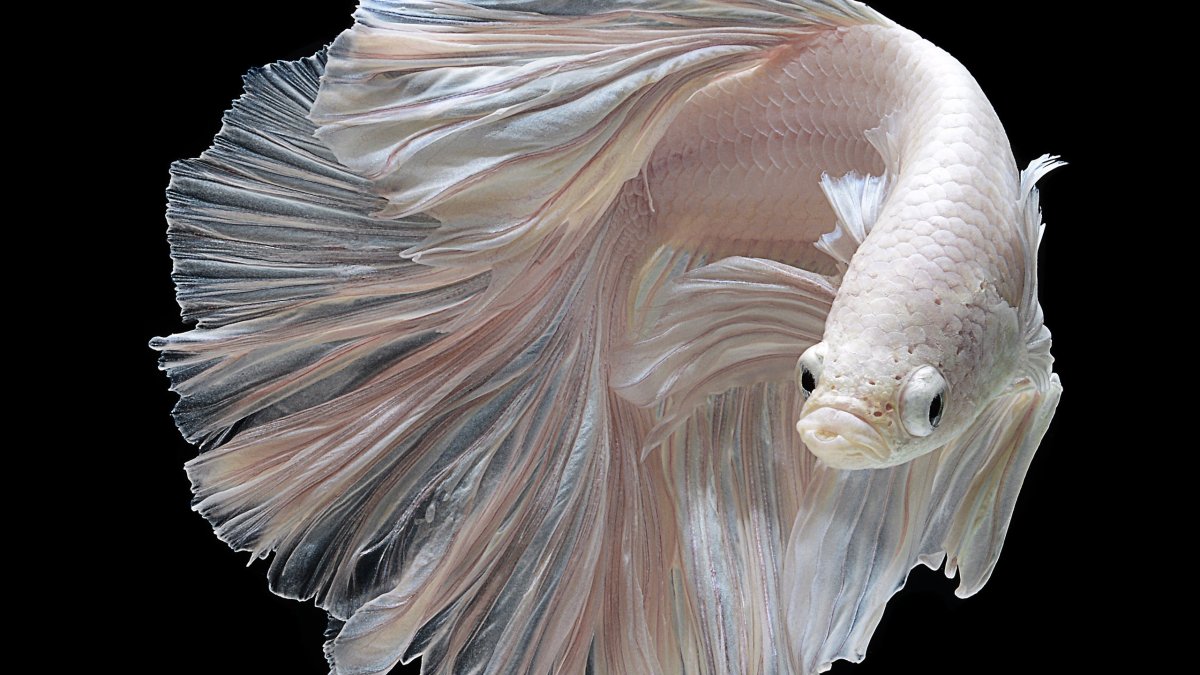 Рыбы с красивыми плавниками