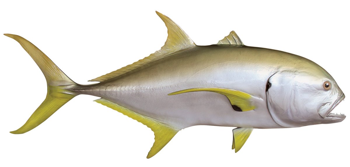 Jack Crevalle