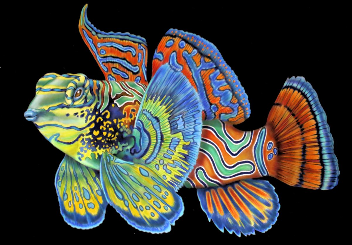 Marine Life Color book