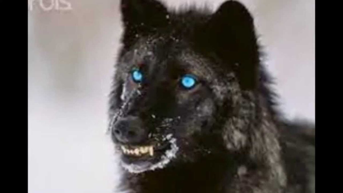 Волкособ черный с красными глазами