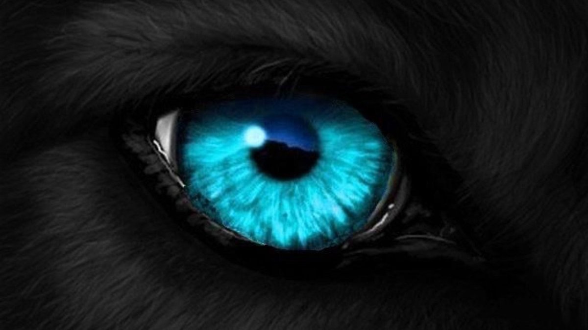 Черный волк с голубыми глазами