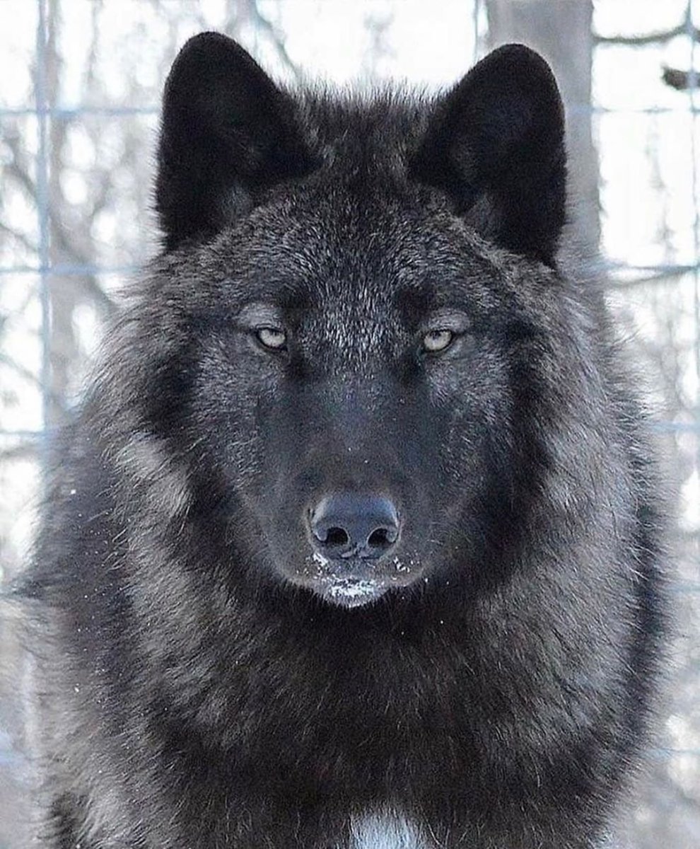 Черный волк лицо
