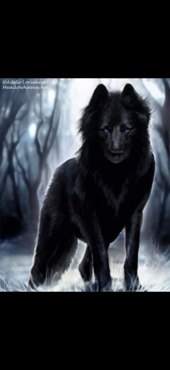 Черный волк с синими глазами