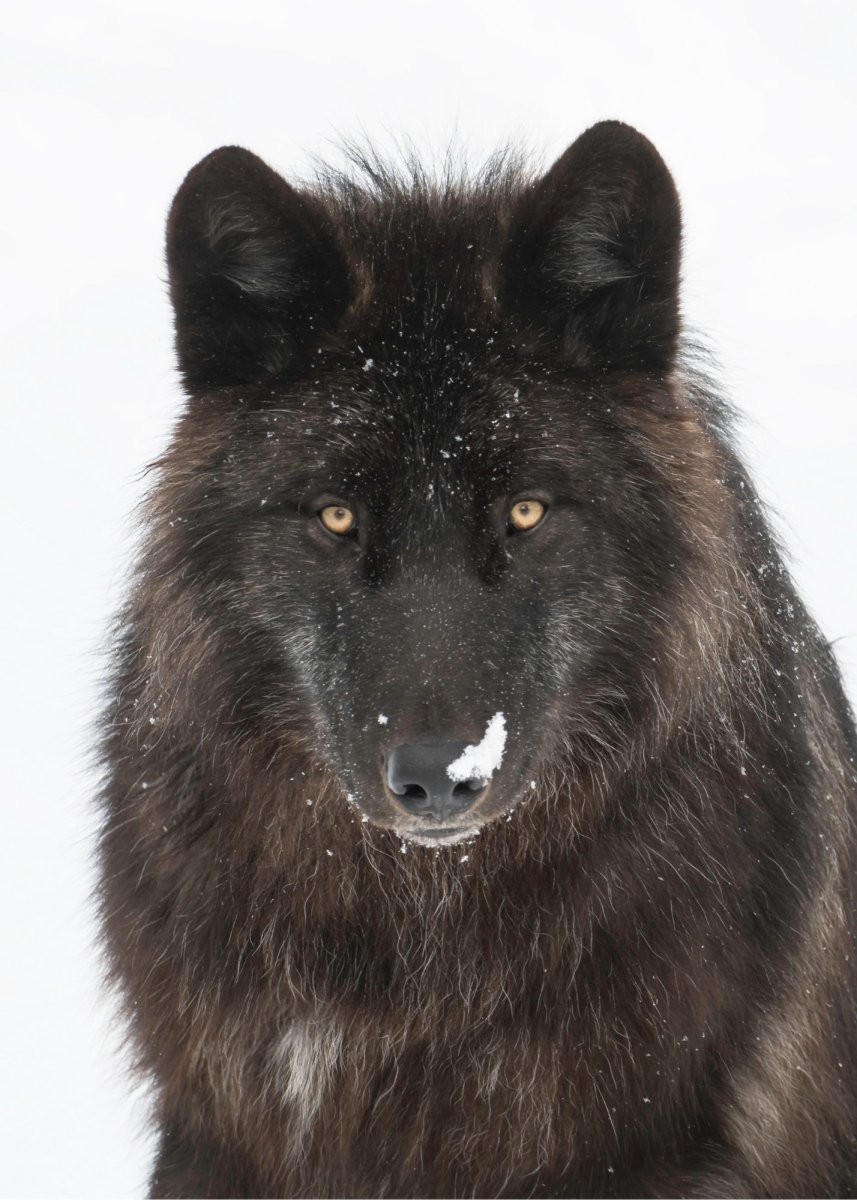 Черный волк вожак