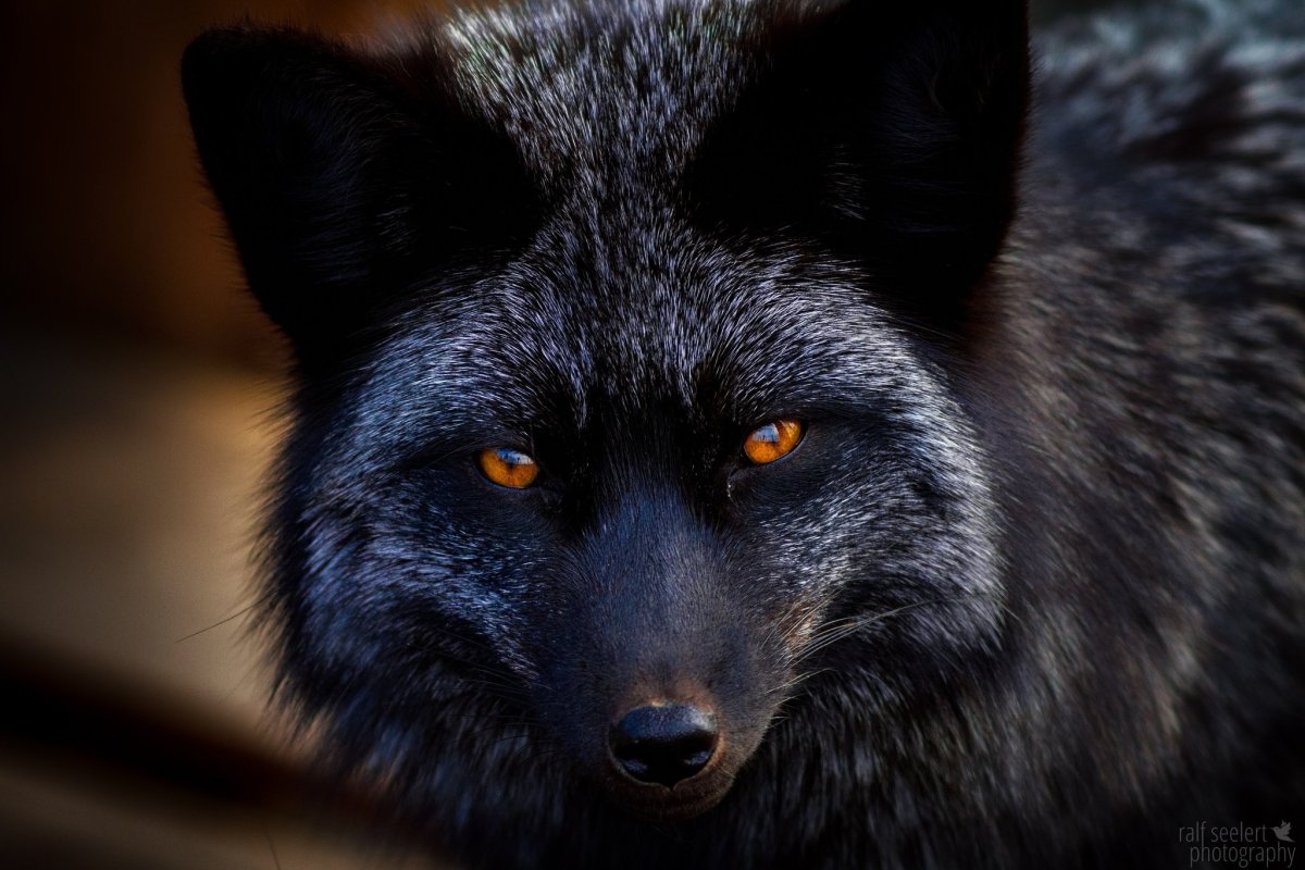 Чернобурая лисица