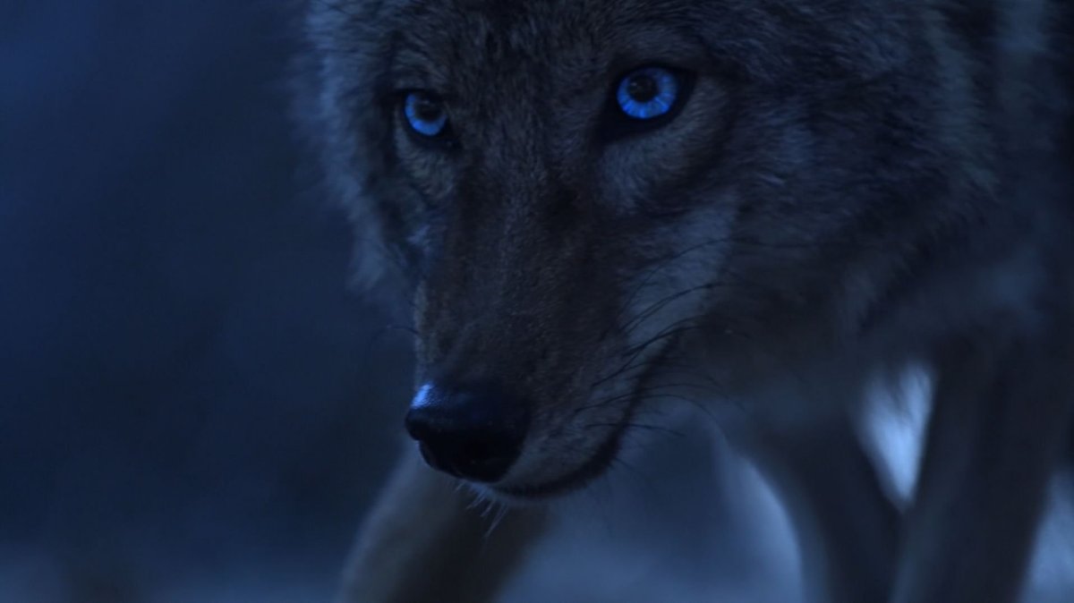 Койот оборотень Малия