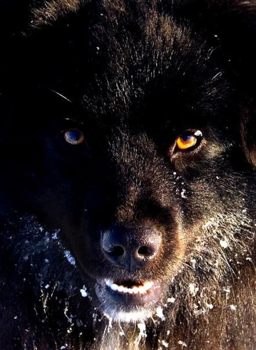 Морда черного волка