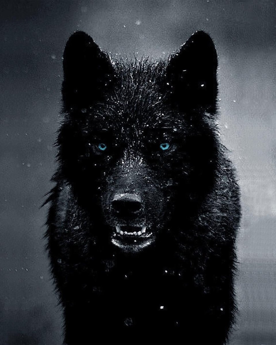 Морда черного волка