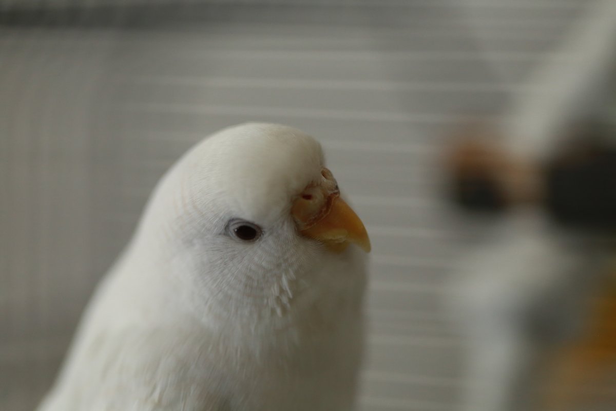 Неразлучники попугаи альбиносы