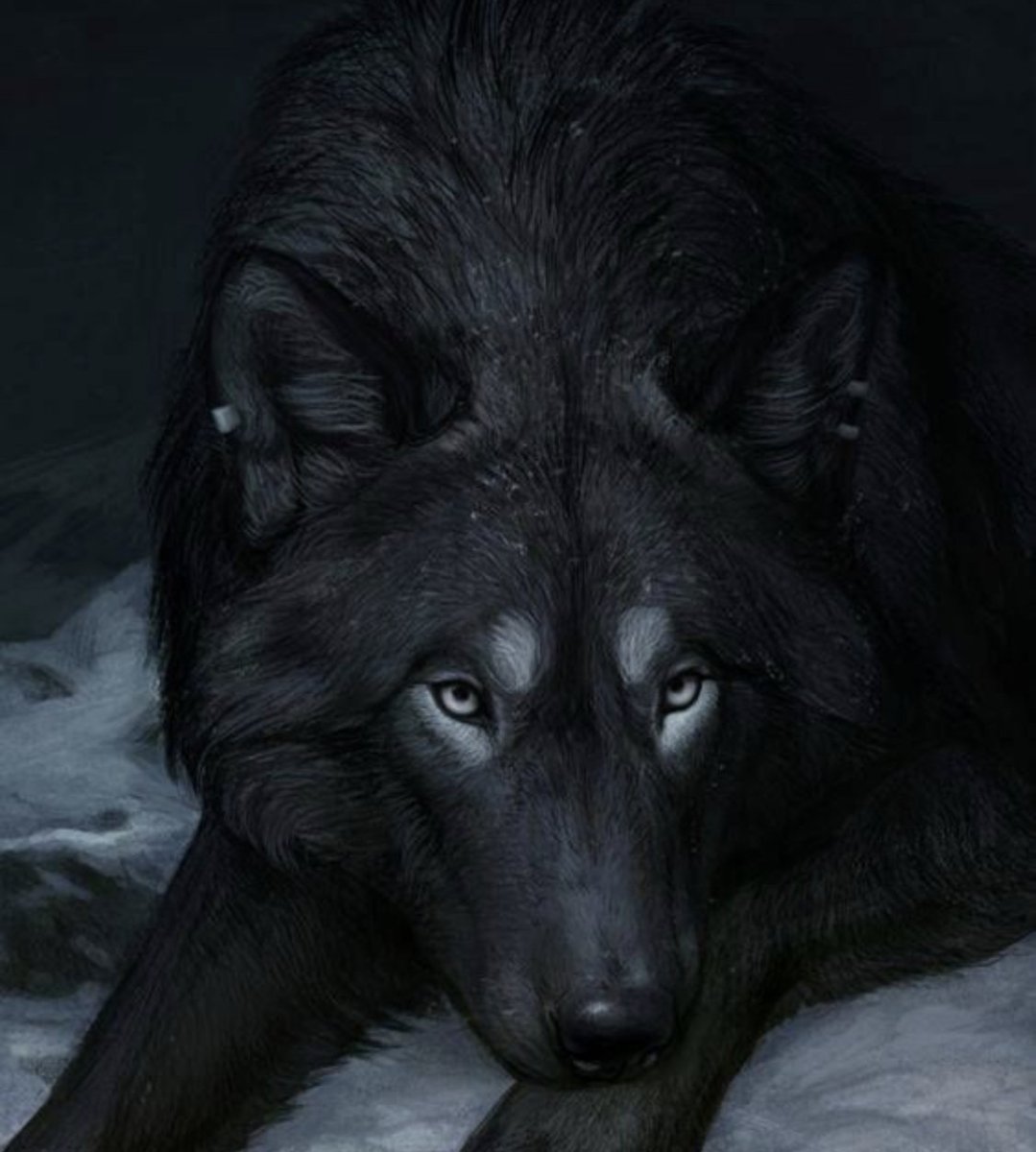 Анубис черный волк