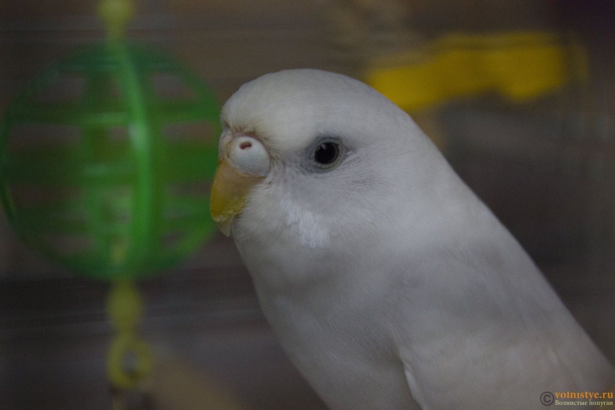 Волнистые попугайчики альбиносы