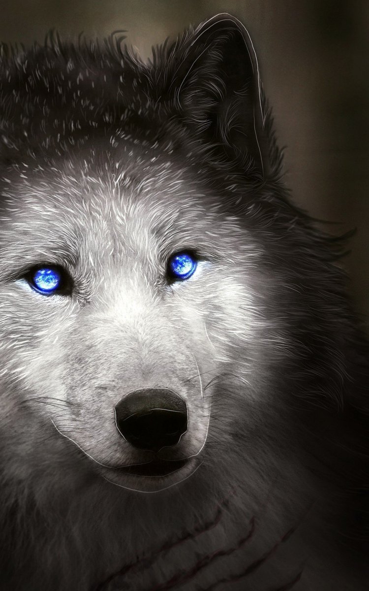 Красивый волк