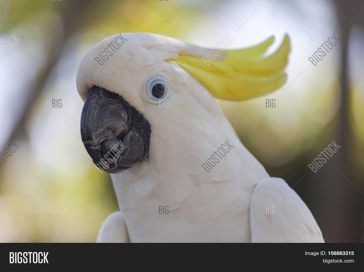 Белый попугай в очках
